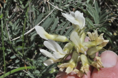Astragalus reventiformis