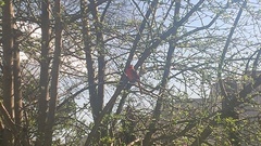 Cardinalis cardinalis