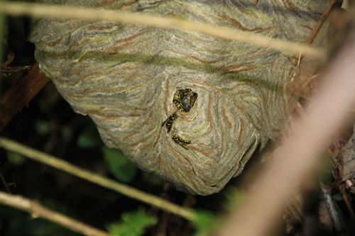 Common Aerial Yellowjacket
