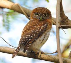 Glaucidium siju