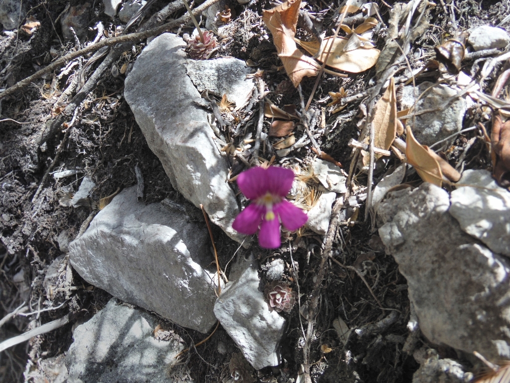 Pinguicula debbertiana, San Luis Potosí, MX