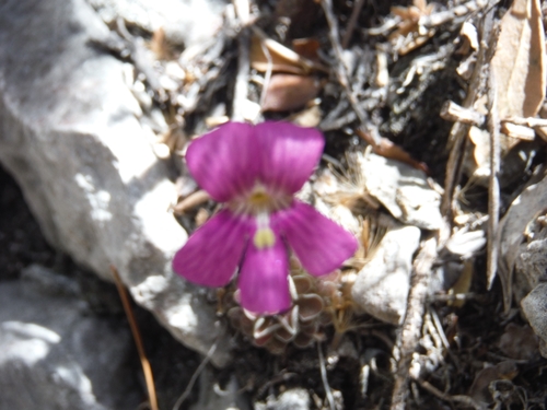 Pinguicula debbertiana