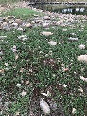 Myriophyllum aquaticum