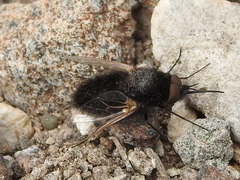 Pantarbes willistoni