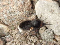 Pantarbes willistoni