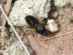 Pantarbes willistoni