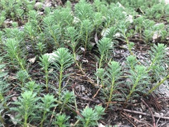 Myriophyllum aquaticum