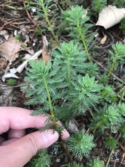 Myriophyllum aquaticum