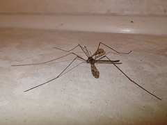 Austrolimnophila argus