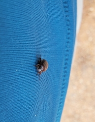 Paracotalpa