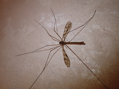 Austrolimnophila argus