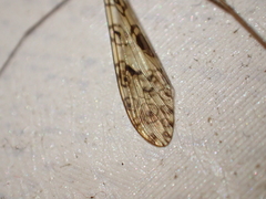 Austrolimnophila argus