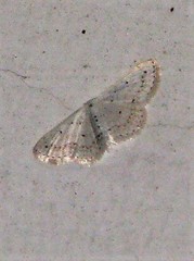 Scopula eburneata