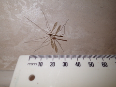 Austrolimnophila argus