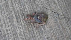Quiscalus mexicanus