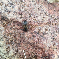 Apis mellifera