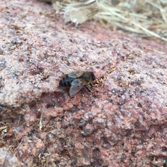 Apis mellifera