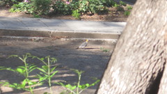 Melanerpes aurifrons