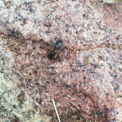 Apis mellifera