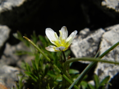 Gagea serotina