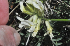Astragalus reventiformis