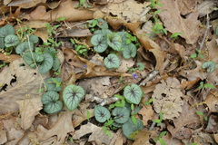 Viola walteri