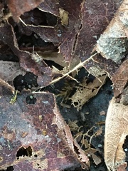 Entomobrya triangularis