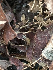 Entomobrya triangularis