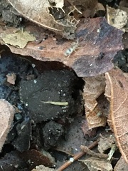 Entomobrya triangularis