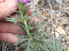 Glandularia pubera
