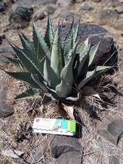 Agave flexispina