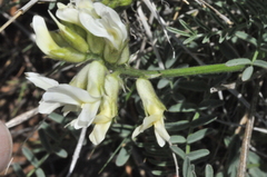 Astragalus reventiformis