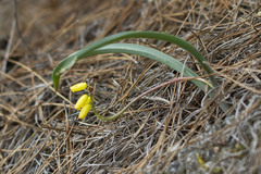 Muscari macrocarpum