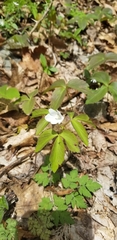 Anemonoides quinquefolia