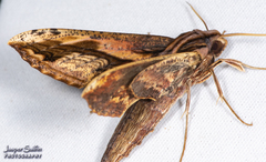 Xylophanes ceratomioides