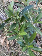 Olearia viscosa