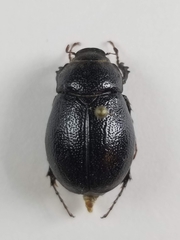 Phyllophaga renodis
