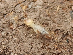 Termitinae