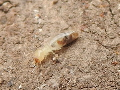 Termitinae