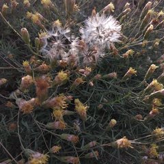 Brickellia eupatorioides