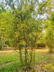 Bambusa pervariabilis