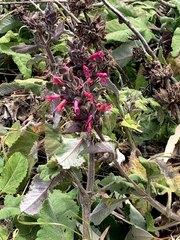 Salvia spathacea