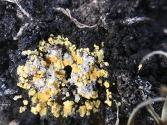 Gyalolechia bracteata