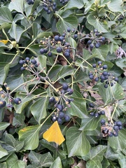 Hedera