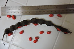 Erythrina rubrinervia