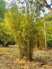 Bambusa boniopsis