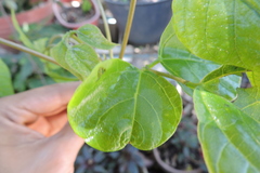 Erythrina rubrinervia