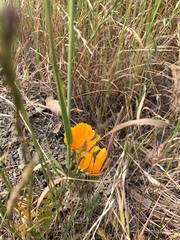 Eschscholzia californica