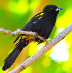 Icterus melanopsis