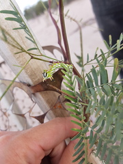 Giacomellia bilineata